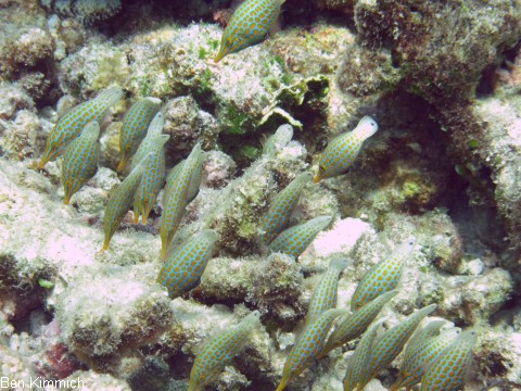 Oxymonacanthus longirostris, Orange-Feilenfisch