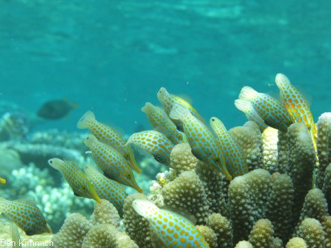 Oxymonacanthus longirostris, Orange-Feilenfisch