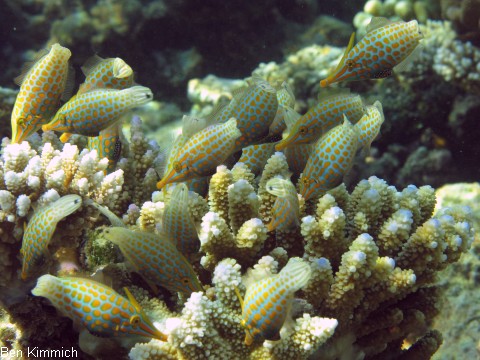Oxymonacanthus longirostris, Orange-Feilenfisch