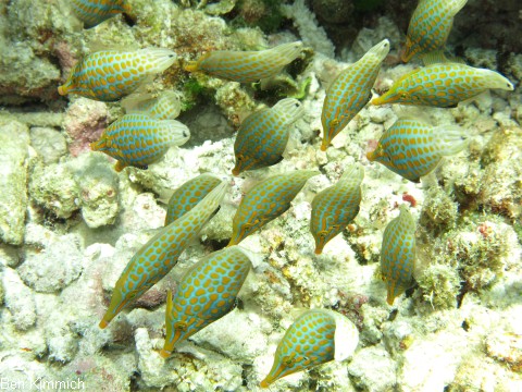 Oxymonacanthus longirostris, Orange-Feilenfisch