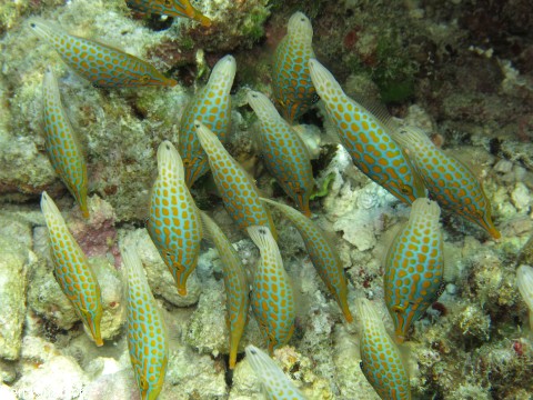 Oxymonacanthus longirostris, Orange-Feilenfisch
