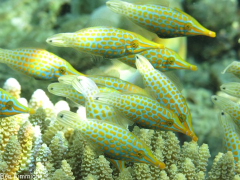 Oxymonacanthus longirostris, Orange-Feilenfisch
