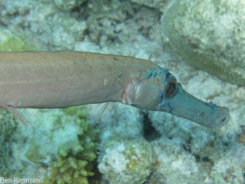 Aulostomus chinensis, Pazifischer Trompetenfisch