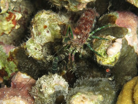 Saron marmoratus, Gemeine Marmorgarnele