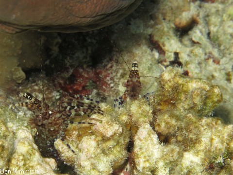Saron neglectus, Marmorgarnele