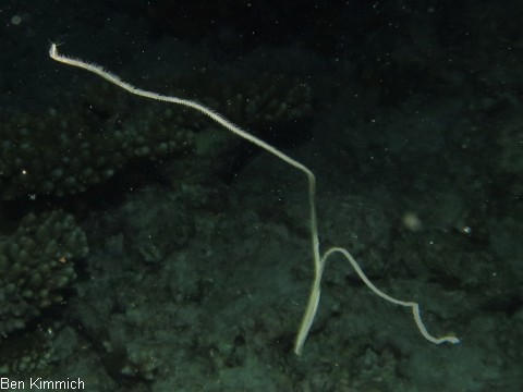Wurm