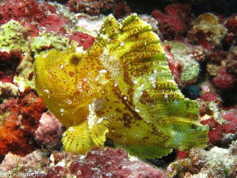 Taenianotus triacanthus, Schaukelfisch