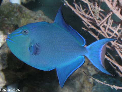 Odonus niger, Rotzahn - Drcker