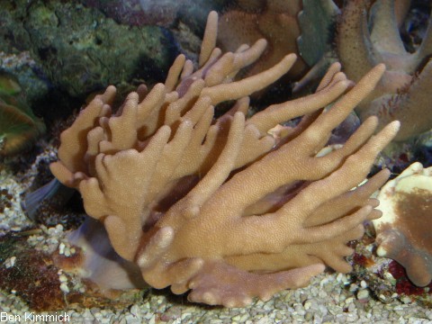 Lobophytum sp. - Fingerlederkoralle