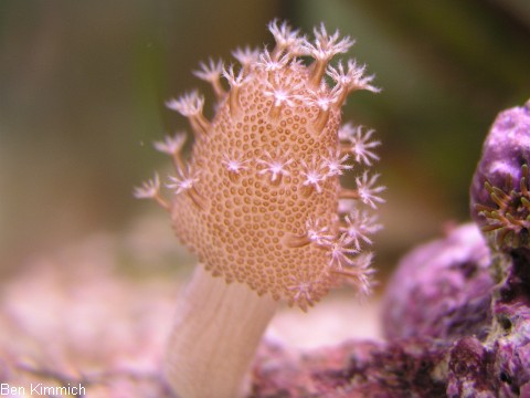 Lobophytum sp. - Fingerlederkoralle