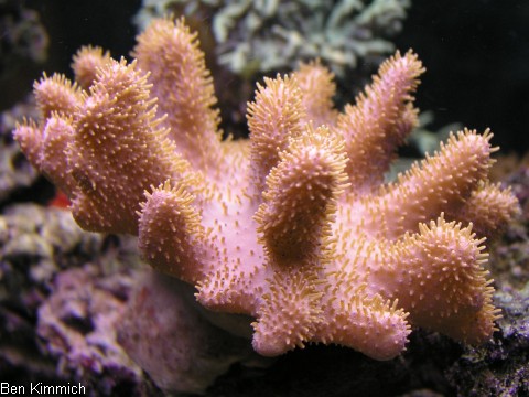 Lobophytum sp. - Fingerlederkoralle