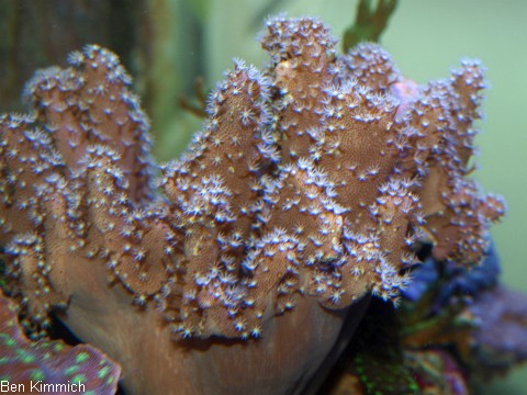 Lobophytum sp. - Fingerlederkoralle