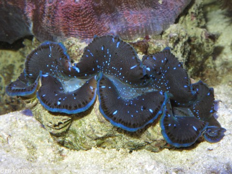 Tridacna, Riesenmuschel