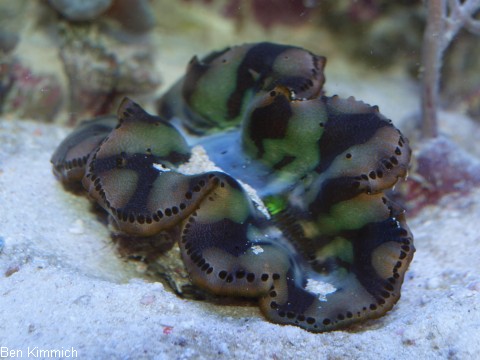 Tridacna, Riesenmuschel