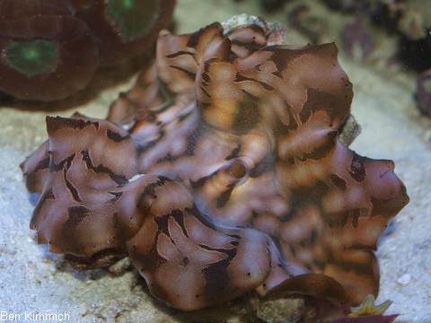 Tridacna, Riesenmuschel