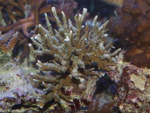 Anacropora sp.