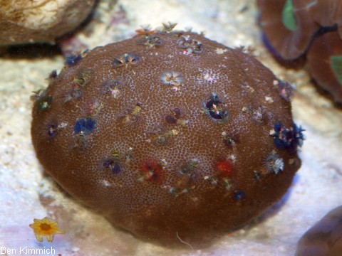 Porites mit Rhrenwrmern