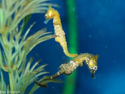 Hippocampus zosterae, Zwergseepferdchen
