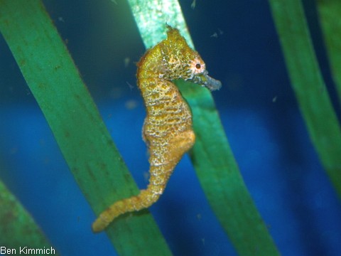 Hippocampus zosterae, Zwergseepferdchen