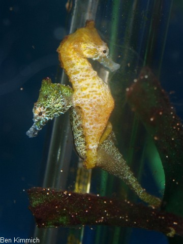 Hippocampus zosterae, Zwergseepferdchen