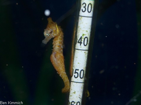 Hippocampus zosterae, Zwergseepferdchen