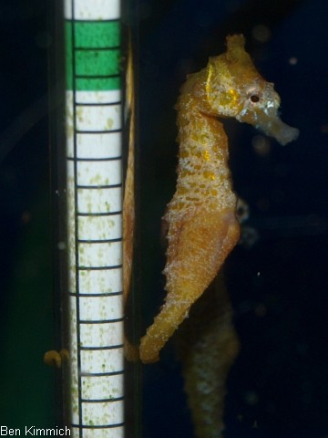 Hippocampus zosterae, Zwergseepferdchen