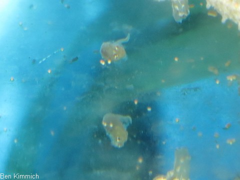 Hippocampus zosterae, Zwergseepferdchen Frhgeburt