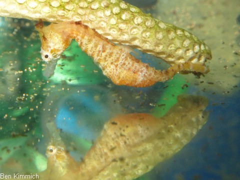 Hippocampus zosterae, Zwergseepferdchen