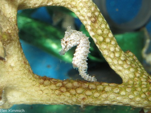 Hippocampus zosterae, Zwergseepferdchen