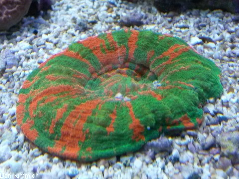Steinkorallen LPS