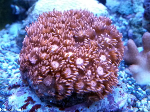 Goniopora, Margerittenkoralle