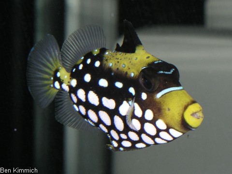 Balistoides conspicillum, Leopardendrcker