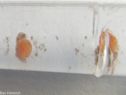 Hippocampus zosterae, Zwergseepferdchen Frhgeburt