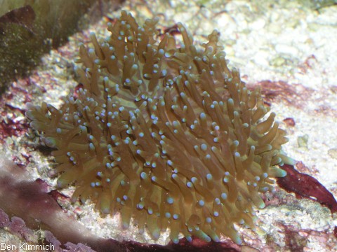 Discosoma sp. 18, Scheibenanemone