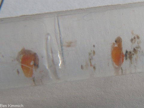 Hippocampus zosterae, Zwergseepferdchen Frhgeburt