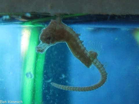 Hippocampus zosterae, Zwergseepferdchen Tag 1