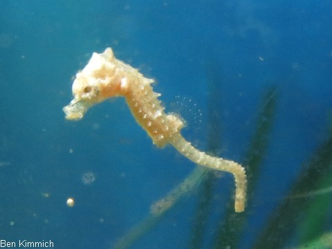 Hippocampus zosterae, Zwergseepferdchen Tag 1