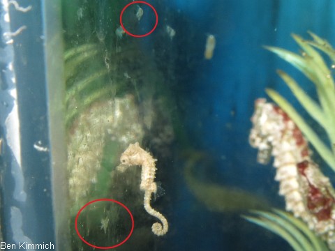 Hippocampus zosterae, Zwergseepferdchen Tag 1