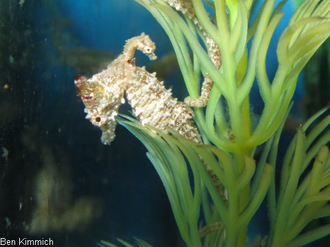 Hippocampus zosterae, Zwergseepferdchen
