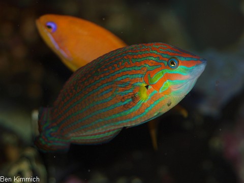 Halichoeres melanurus, Regenbogenlippfisch