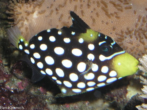 Balistoides conspicillum, Leopardendrcker