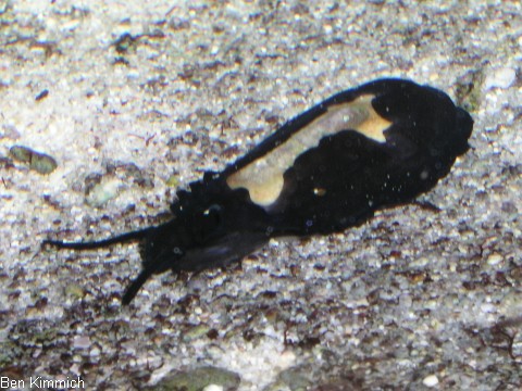 Scutus unguis, Spaltnapfschnecke