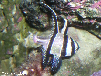 Pterapogon kauderni, Kardinalbarsch