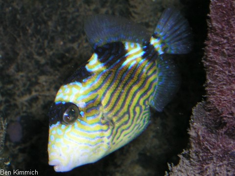 Pseudobalistes fuscus, Blaustreifen Drckerfisch