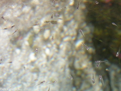 Premnas epigrammata, Samtkorallenfisch