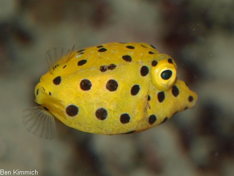 Kofferfische