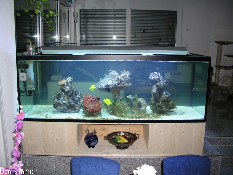 Stand 22.12.07 Die ersten Fische und weitere Anemonen sind wieder eingezogen