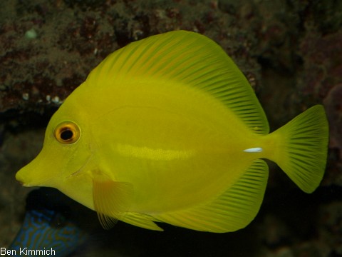 Zebrasoma flavescens, Hawaidoktor