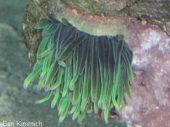 Cribrinopsis crassa, Mini Anemone