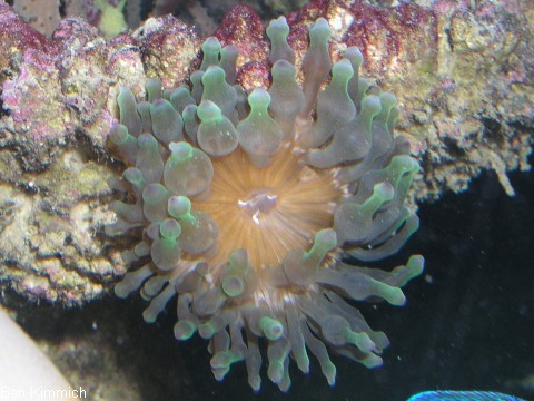 Cribrinopsis crassa, Mini Anemone